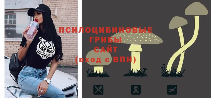 кракен зеркало  Холм  Псилоцибиновые грибы Psilocybe 